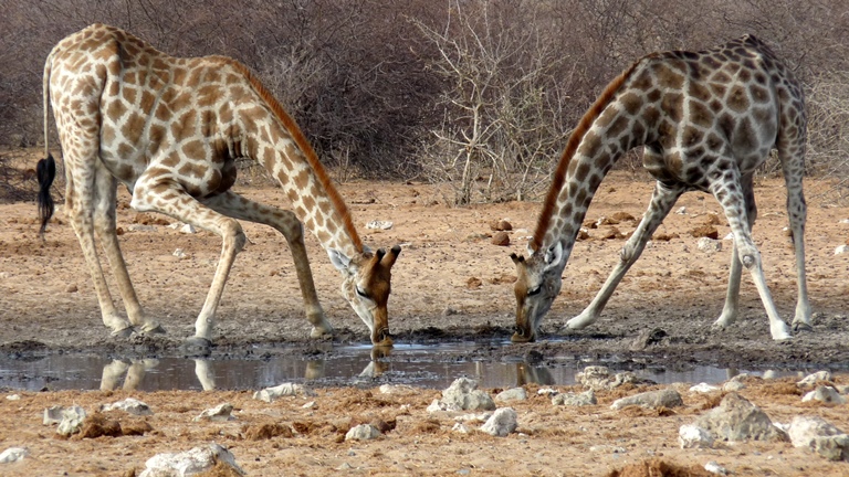 Giraffen